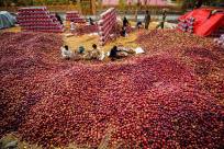 Red Gems (Apples) of Hunza...